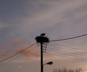 Θεσπρωτία: Οι πελαργοί κατέφθασαν στην Κρυσταλοπηγή (+ΦΩΤΟ)
