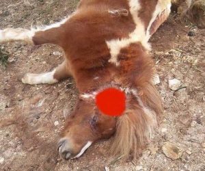 Θεσπρωτία: Νεκρό πόνι από βόλι κυνηγετικού όπλου σε περιφραγμένο χώρο στην Πέρδικα